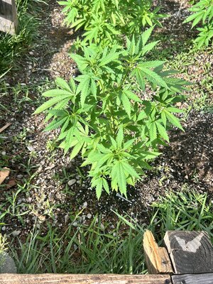 IMG_0988.jpeg