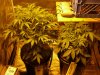CreamMandarineAutoGrow 034.jpg