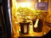 CreamMandarineAutoGrow 031.jpg