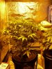 CreamMandarineAutoGrow 027.jpg