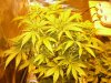 CreamMandarineAutoGrow 032.jpg