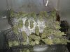 buds drying.jpg buds drying.jpg