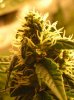 BUDS NL-SR WEEK EIGHT 002.jpg