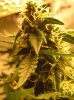 BUDS NL-SR WEEK EIGHT 001.jpg