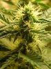 BUDS NL-SR WEEK EIGHT 003.jpg