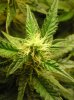 BUDS NL-SR WEEK EIGHT 004.jpg