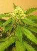 BUDS NL-SR WEEK EIGHT 005.jpg