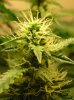BUDS NL-SR WEEK EIGHT 006.jpg