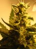 BUDS NL-SR WEEK EIGHT 007.jpg