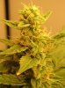 BUDS NL-SR WEEK EIGHT 008.jpg