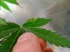 leaf problems  (1).jpg