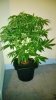 WP_20131218_16_56_58_Pro.jpg