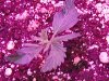 purp kush 010.jpg