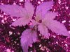 purp kush 011.jpg