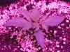 purp kush 013.jpg