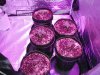 purp kush 014.jpg