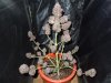 DSCN7276.jpg