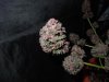 DSCN7280.jpg