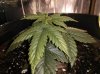 IMG_20131220_101811.jpg