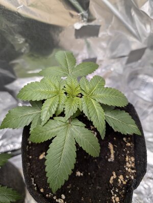 Week 2-4
