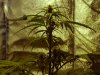 28 day old main stem.jpg