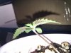 IMG_20111119_123429.jpg