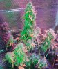 Mxmas,fellow growers-).jpg
