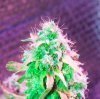 Mxmas,fellow growers-)-2.jpg
