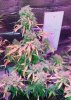 Mxmas,fellow growers-)-3.jpg