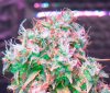 Mxmas,fellow growers-)-4.jpg