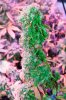 Mxmas,fellow growers-)-6.jpg
