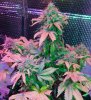 Mxmas,fellow growers-)-7.jpg