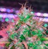Mxmas,fellow growers-)-8.jpg
