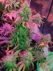 Mxmas,fellow growers-)-9.jpg
