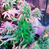 Mxmas,fellow growers-)-10.jpg