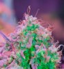 Mxmas,fellow growers-)-11.jpg