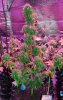 Mxmas,fellow growers-)-12.jpg