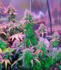 Mxmas,fellow growers-)-13.jpg
