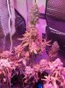 Mxmas,fellow growers-)-15.jpg