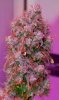 Mxmas,fellow growers-)-16.jpg