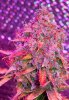 Mxmas,fellow growers-)-19.jpg