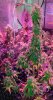 Mxmas,fellow growers-)-20.jpg