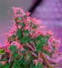Mxmas,fellow growers-)-21.jpg