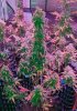 Mxmas,fellow growers-)-22.jpg