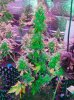 Mxmas,fellow growers-)-23.jpg