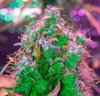 Mxmas,fellow growers-)-24.jpg