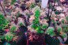 Mxmas,fellow growers-)-25.jpg