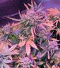 Mxmas,fellow growers-)-26.jpg