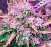 Mxmas,fellow growers-)-27.jpg