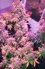 Mxmas,fellow growers-)-28.jpg